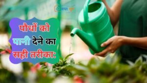 पौधों को पानी | Naya Yug | Right way to water plants