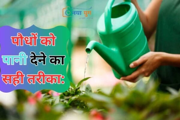 पौधों को पानी | Naya Yug | Right way to water plants